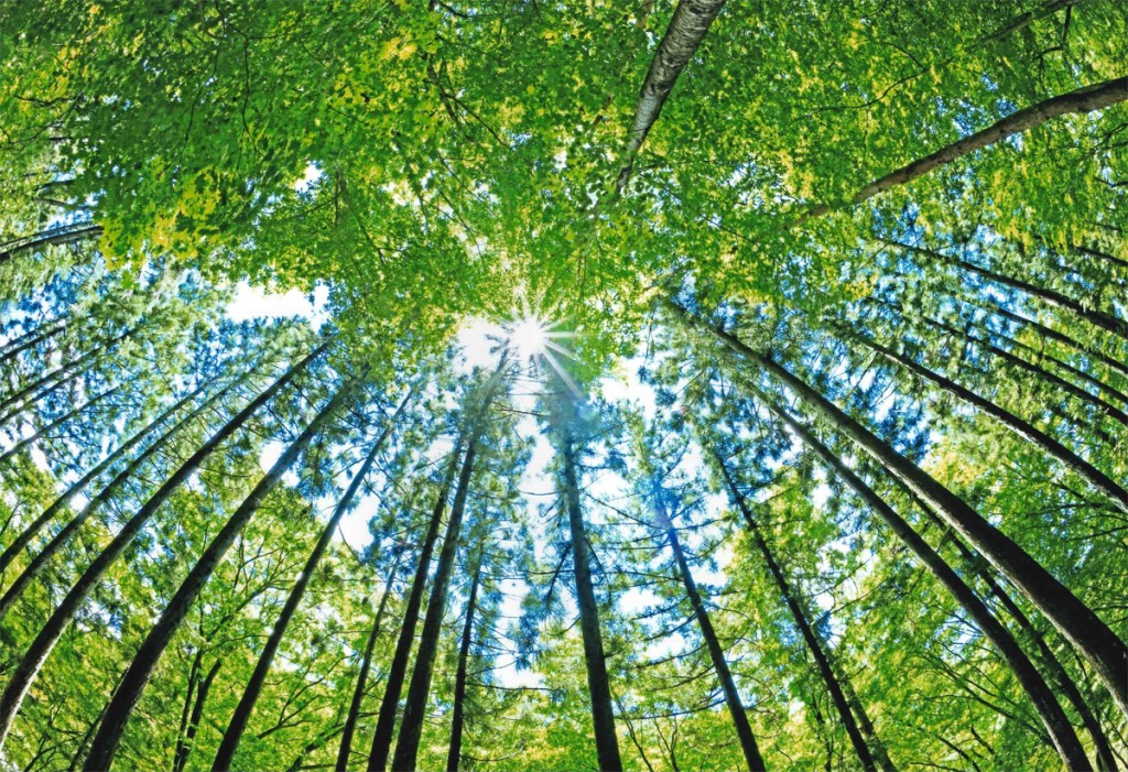 第33回ふくしま緑の写真コンクール入選作品「木立の寸光」 撮影地：平田村