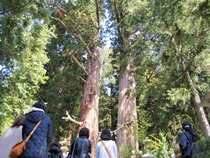諏訪神社の爺杉媼杉見学