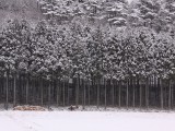 杉の林に守られて