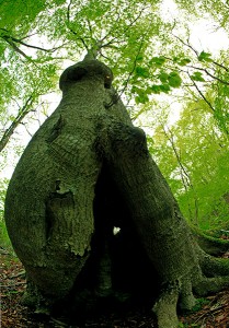 森の怪樹