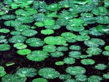 雨あがり