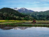 里山の春