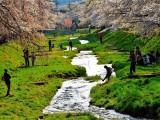 緑の桜川
