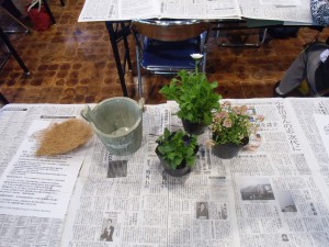 バスケットに寄せ植えをするビオラ、アリッサム、ノースポールの花苗