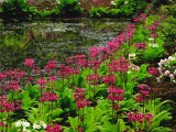 水辺の花園