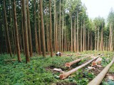 田村スギの故郷