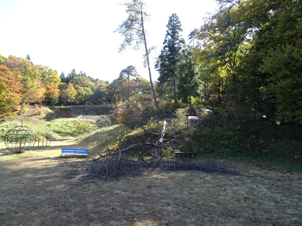 アカマツの伐採見学