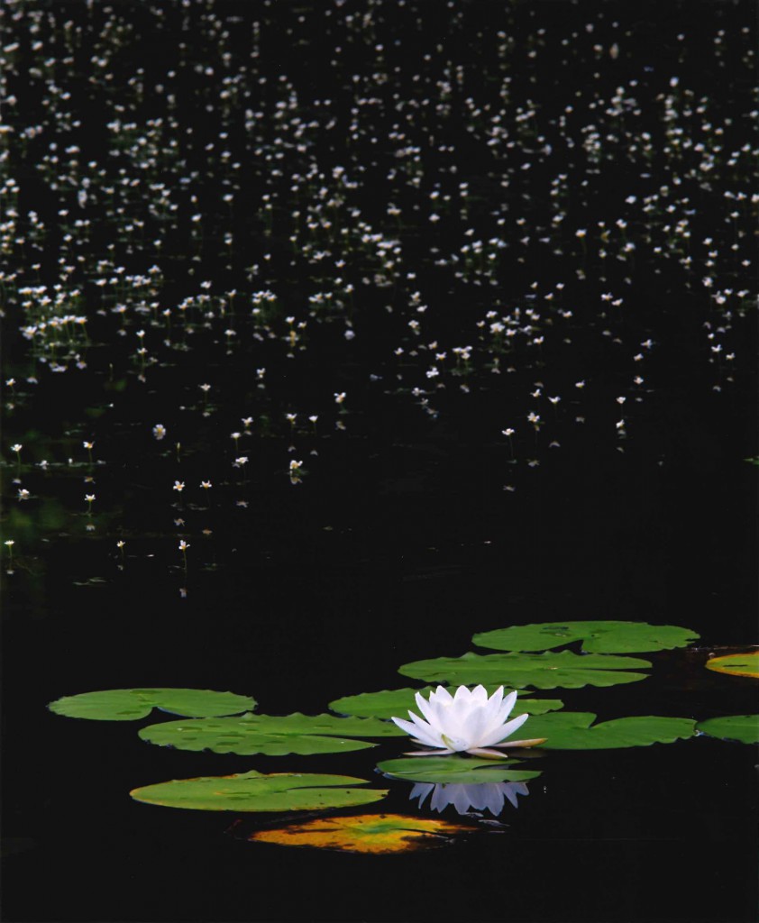 特選「星空の下に咲く」（田中瞭好さん撮影）