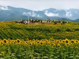 花咲く高原の台地