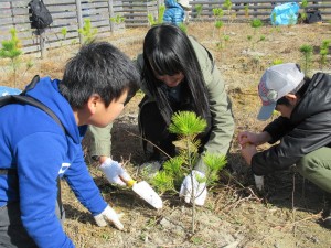 育樹活動（クロマツの手入れ）