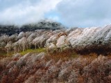 霧氷のスカイライン