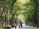 木陰の散歩道