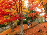 緑変化に増す紅葉