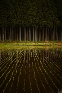 里山の春