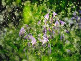 にわか雨