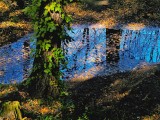 秋の青い水鏡