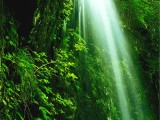 緑の輝く滝