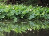 水辺に咲く