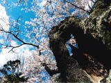 花山公園の桜