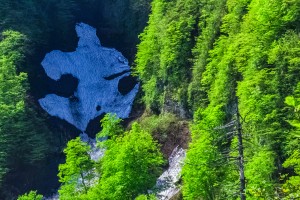 特選「緑の中のクマさん」（泉田実さん撮影）