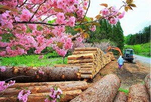 八重桜咲く作業場