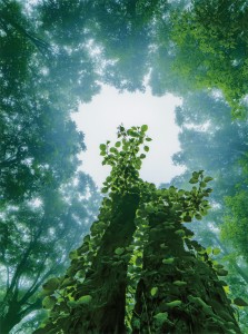 特選「再生の森」（亀岡芳雄さん撮影）