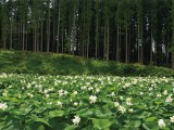 里山の花園