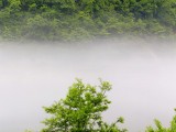 霧覆う森