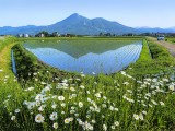 初夏の装い