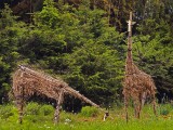 野生動物