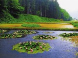 六月の雨降る