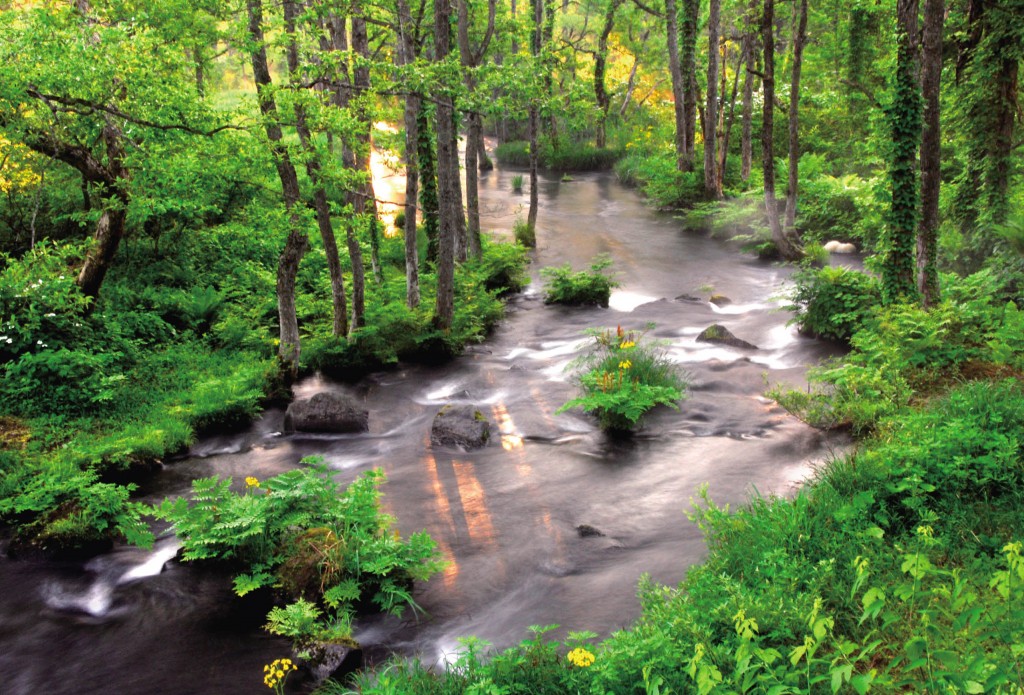 特選「爽やかな朝」（藤田健三さん撮影）