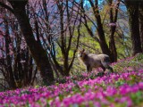 カモシカが住む森
