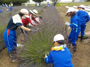 ラベンダー栽培･障がい者施設の方々との交流（川南小）