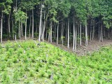 入選_「植林地を守る」_西山栄_いわき市