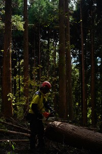 特別賞(学生の部)_「木立の中で」飯山悠大_いわき市