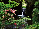 滝を彩る春